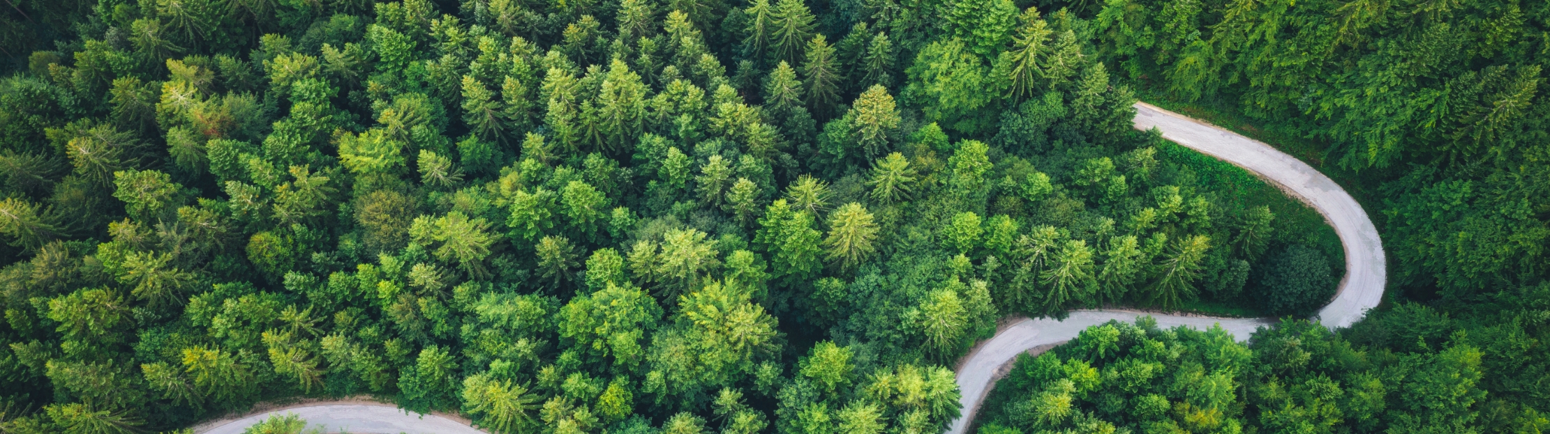 an aerial view of a winding road through a lush green forest .